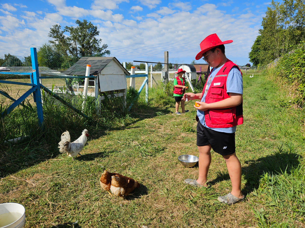 Farm Chicken Life Course