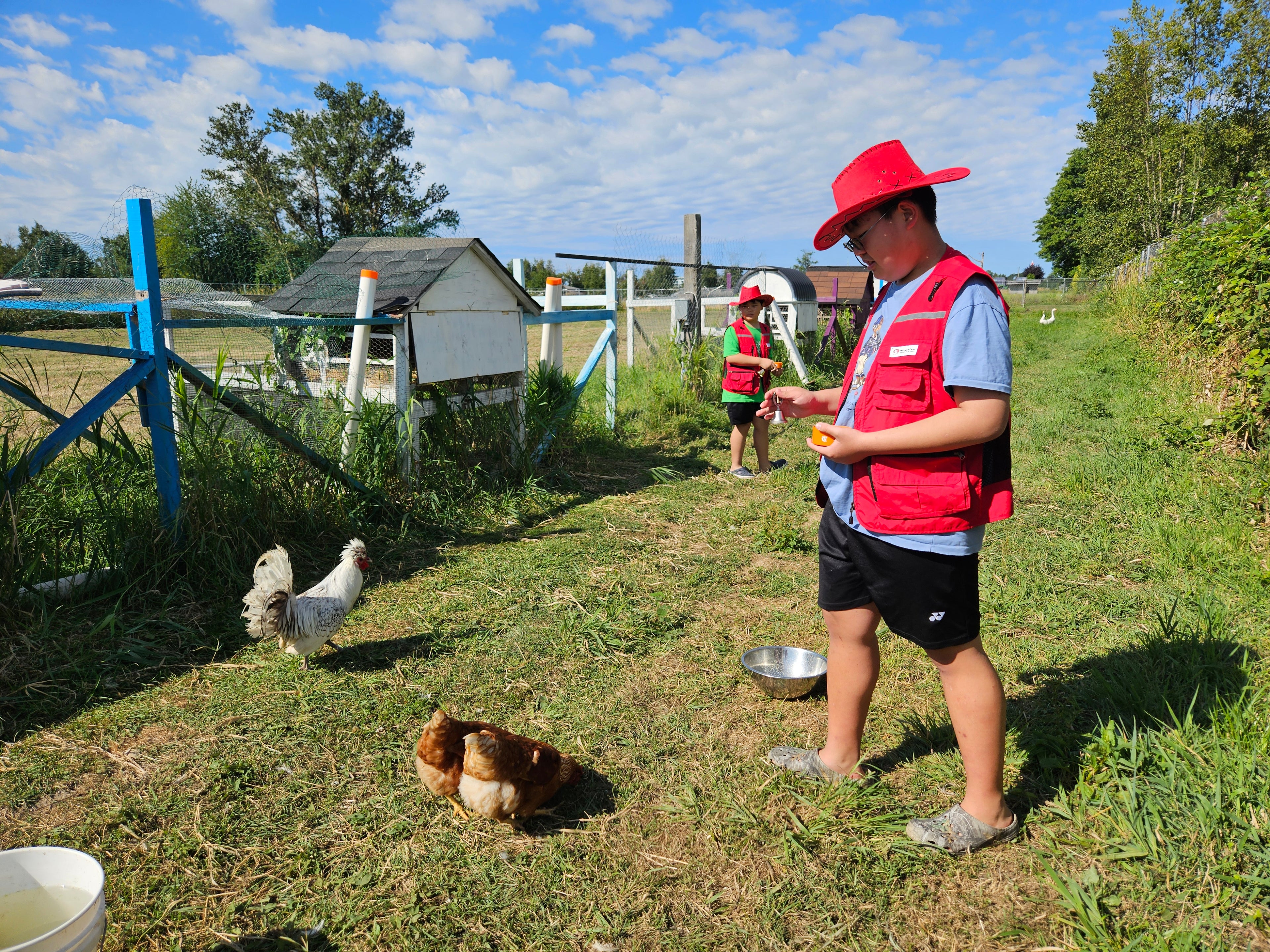 Farm Chicken Life Course